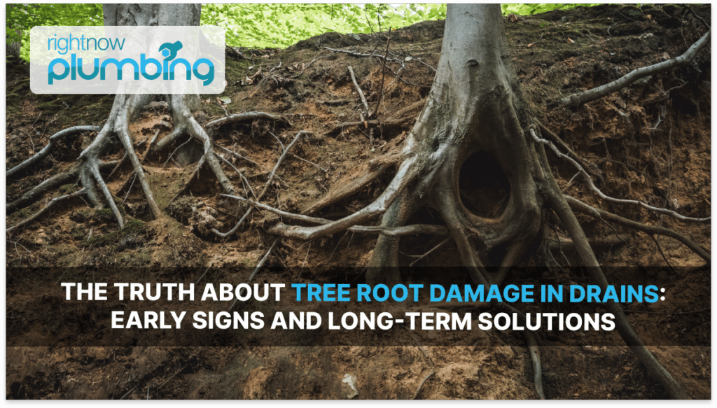 Tree Root Damage in Drains