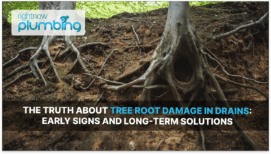 Tree Root Damage in Drains